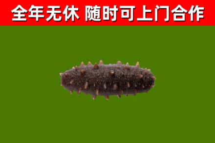 南浔区回收海参干